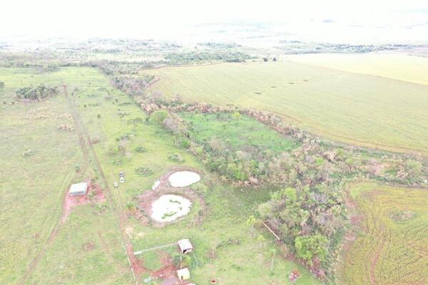 Intervienen establecimiento rural con parcela de marihuana en Amambay | 1000 Noticias