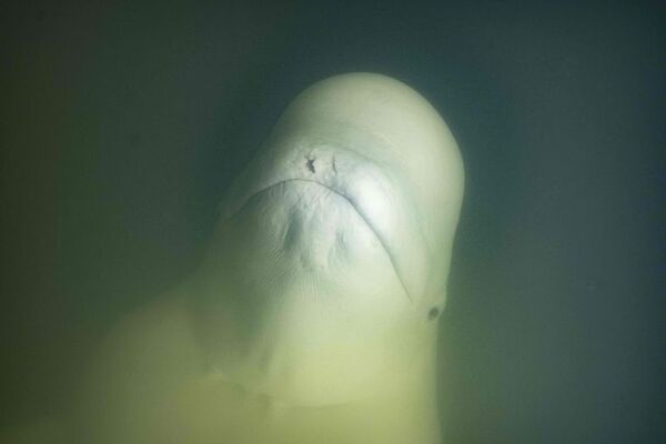 La bahía de Hudson en Canadá, refugio estival para miles de belugas - Ciencia - ABC Color