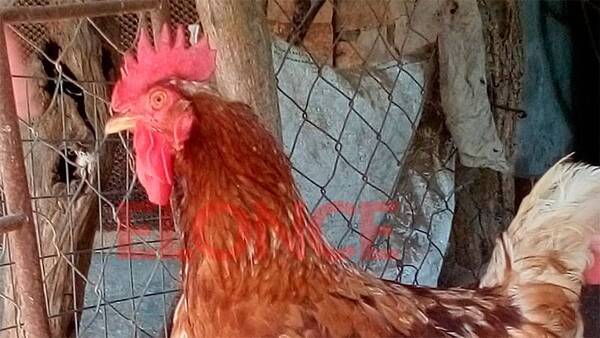 Crónica / “Genéticamente imposible”: dueño asegura que su gallo ¡pone huevos! como gallina