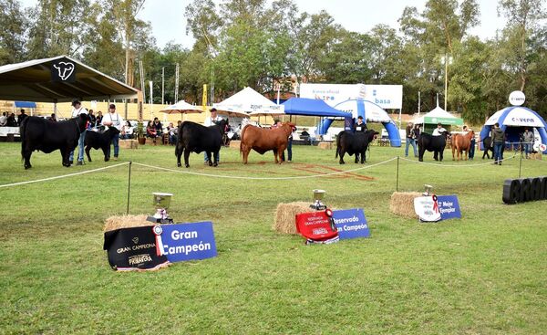 Culminó con éxito la feria Brangus Primavera 2022