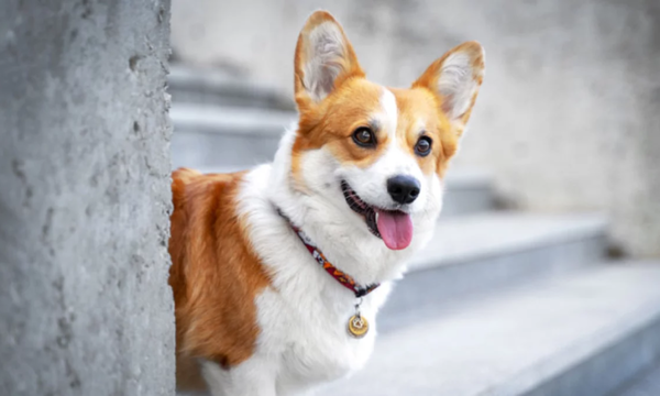 Corgis se vuelven lo más buscado tras la muerte de Isabel II