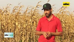 Uso de levadura y biológicos en cultivos de soja y maíz - ABC Rural - ABC Color