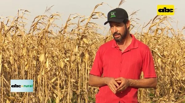Uso de levadura y biológicos en cultivos de soja y maíz - ABC Rural - ABC Color