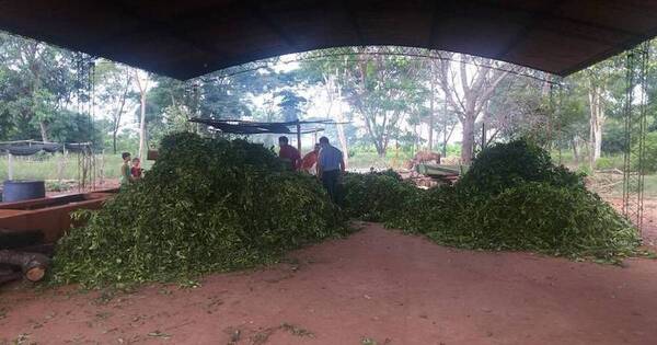 La Nación / Hondureños visitan a los productores de San Pedro