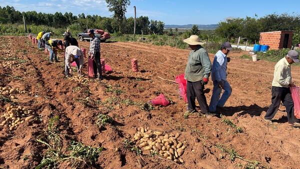Productores cosechan sus primeros 95.800 kilos de papa en Paraguarí - .::Agencia IP::.