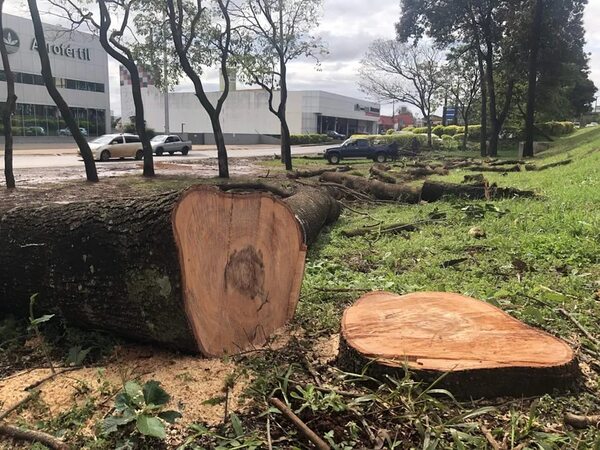 Investigan supuesta tala irregular de árboles en franja de dominio del MOPC - ABC en el Este - ABC Color