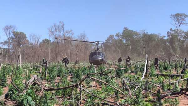 Paraguay y Brasil anularon más de 700 toneladas de marihuana en Canindeyú - .::Agencia IP::.