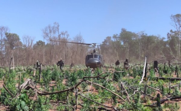 Anularon más de 700 toneladas de marihuana en Canindeyú