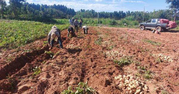 La Nación / Productores de papa se ven beneficiados con venta de 100.000 kilos en Paraguarí