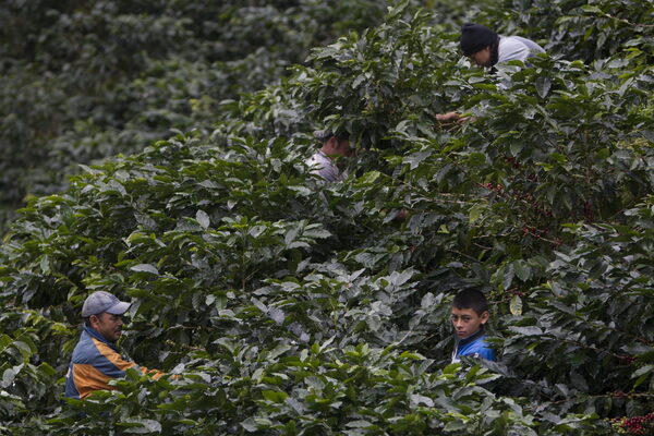Honduras recibe 1.448 millones de dólares al cierre de la cosecha de café - MarketData