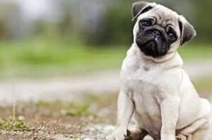 ¿Qué es un Pug y cómo cuidarlo? - Mascotas - ABC Color