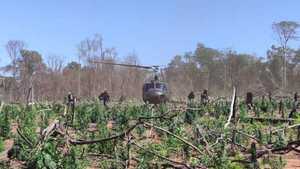 Más de 700 toneladas de marihuana anuladas en operativo conjunto entre Paraguay y Brasil