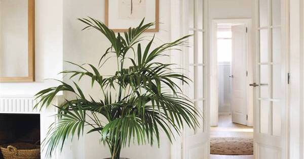 La Nación / Feng Shui: Dónde poner plantas en la casa