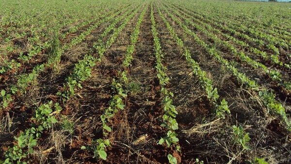 Las lluvias benefician a los cultivos de soja a nivel país