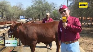Belmont Red, nueva raza bovina adaptada al Paraguay - ABC Rural - ABC Color