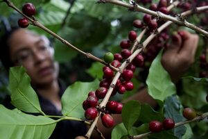 Aumentar la mano de obra, el reto de Honduras al iniciar la cosecha de café 2022-2023 - MarketData