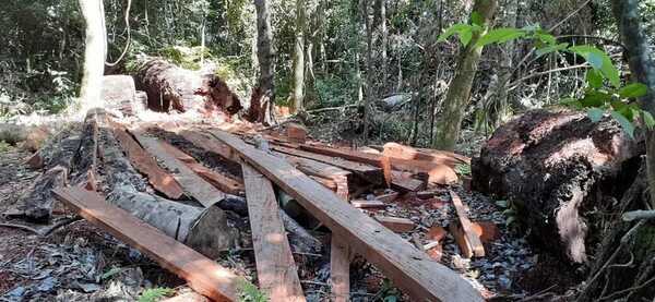 Canindeyú y San Pedro pierden 39.000 hectáreas de bosques en cuatro años - Edición Impresa - ABC Color