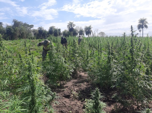 Paraguay y Brasil anularon más de 700 toneladas de marihuana en Canindeyú | 1000 Noticias