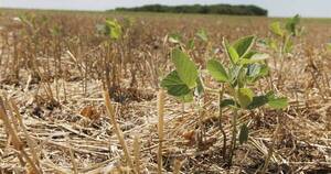 La Nación / Sequía: la peor producción agrícola de la historia dejó pérdidas por 3.000 millones de dólares