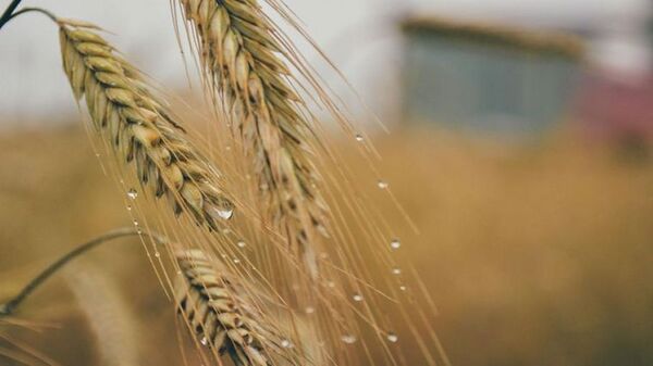 Productores reportan que exceso de lluvia afecta a la calidad del trigo - La Clave