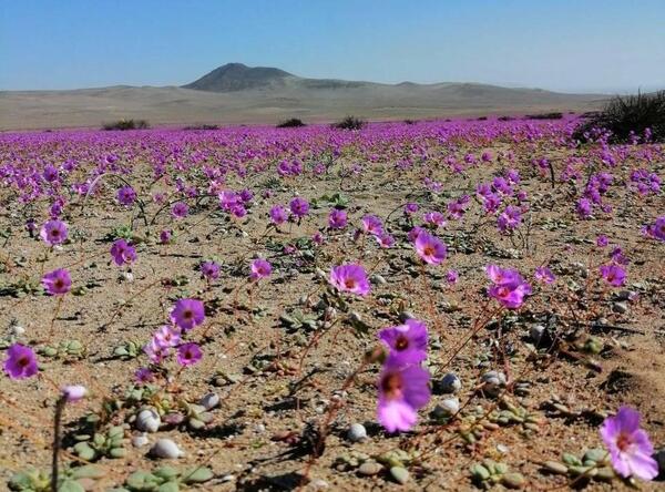 Diario HOY | Chile protegerá como parque nacional fenómeno de floración en desierto de Atacama