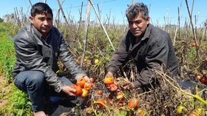 Estiman perdidas de unos 400 mil kilos de tomates en el departamento de Caaguazú - Nacionales - ABC Color