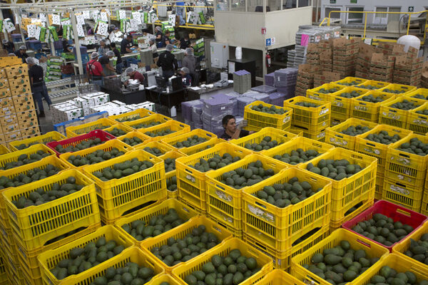 La pasión por aguacate mexicano en EEUU es fuente de riqueza en ambos lados - MarketData