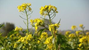 Canola paraguaya alcanza 80.000 hectáreas (destacan buena cosecha y alta demanda internacional)