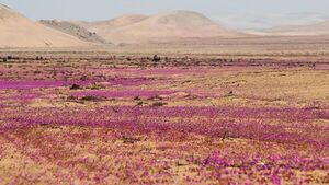 Buscan convertir en parque nacional el desierto florido de Atacama