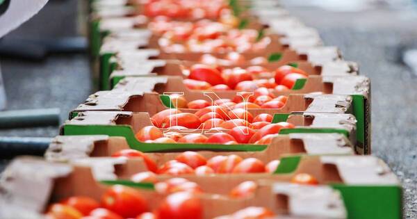La Nación / El gobierno genera “un golpe mortal” para el sector productivo, denuncian tomateros