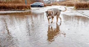 Mascotas: beber agua estancada puede causar problemas de salud - Mascotas - ABC Color