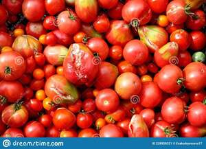 Diario HOY | Contrabando más problemas del clima es igual a 400.000 kilos de tomates podridos, afirman