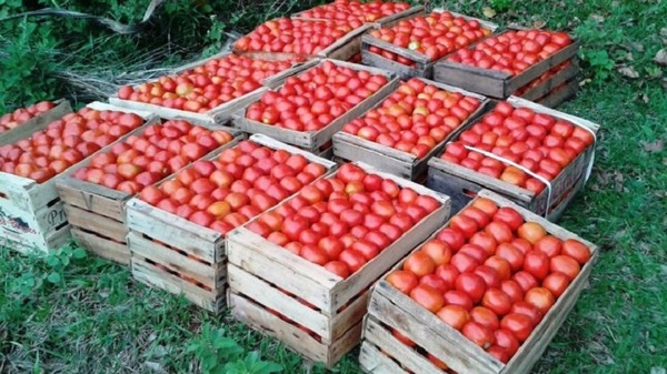 Tomateros lamentan pérdida de 400.000 kilos | Noticias Paraguay