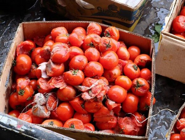 400.000 kilos de tomates se perdieron, estiman productores · Radio Monumental 1080 AM