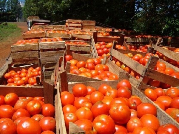 Caaguazú: se pudrieron más de 400 mil kilos de tomates. Productores claman solución - ADN Digital