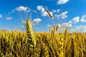 Exceso de lluvias empieza a afectar cultivo de trigo.