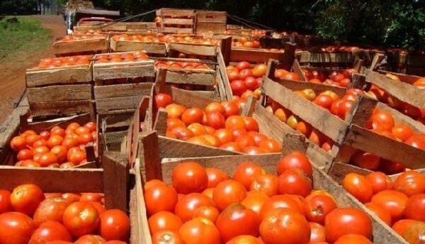 Caaguazú: se pudrieron más de 400 mil kilos de tomates. Productores claman solución