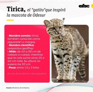 Tirica, el “gatito salvaje” que inspiró a los juegos Odesur - Nacionales - ABC Color