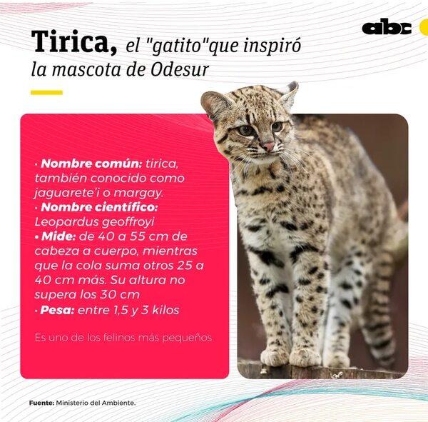 Tirica, el “gatito salvaje” que inspiró a los juegos Odesur - Nacionales - ABC Color