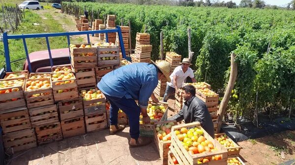 Miles de kilos de tomate siguen en peligro de perderse a causa del contrabando - Nacionales - ABC Color