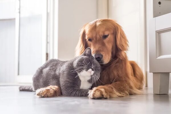 Vacunar a las mascotas para prevenir la rabia - Mascotas - ABC Color