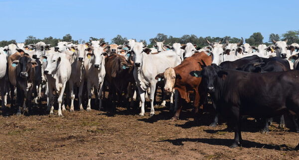 Frigoríficos exportadores faenaron 171.131 vacunos en septiembre