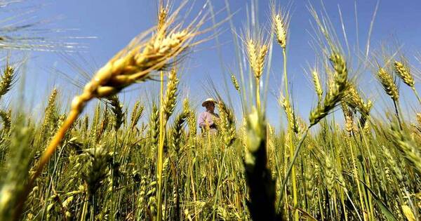 La Nación / Exceso de lluvias empieza a afectar cultivo de trigo