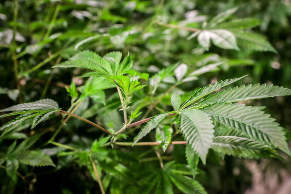 Argentina habilita su primera planta de producción de cannabis medicinal - MarketData