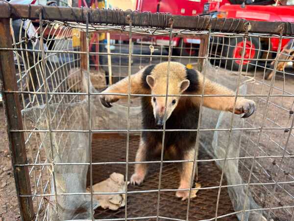 Rescatan un oso melero en Concepción