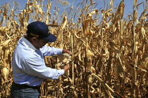 Restricción de México al maíz genéticamente modificado aumentará inflación - MarketData