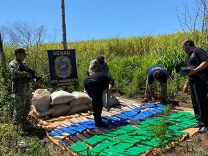 Senad destruyó cultivos ilícitos y 500 kg de marihuana en la Reserva Morombí - .::Agencia IP::.