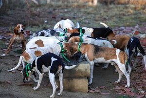 Un siglo después, los perros vagabundos en Turquía vuelven a ser polémicos - Mascotas - ABC Color