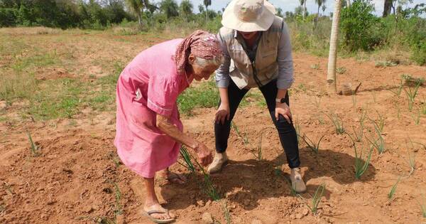 La Nación / Doña Felicia con 100 años sigue trabajando su chacra en San Miguel, Misiones