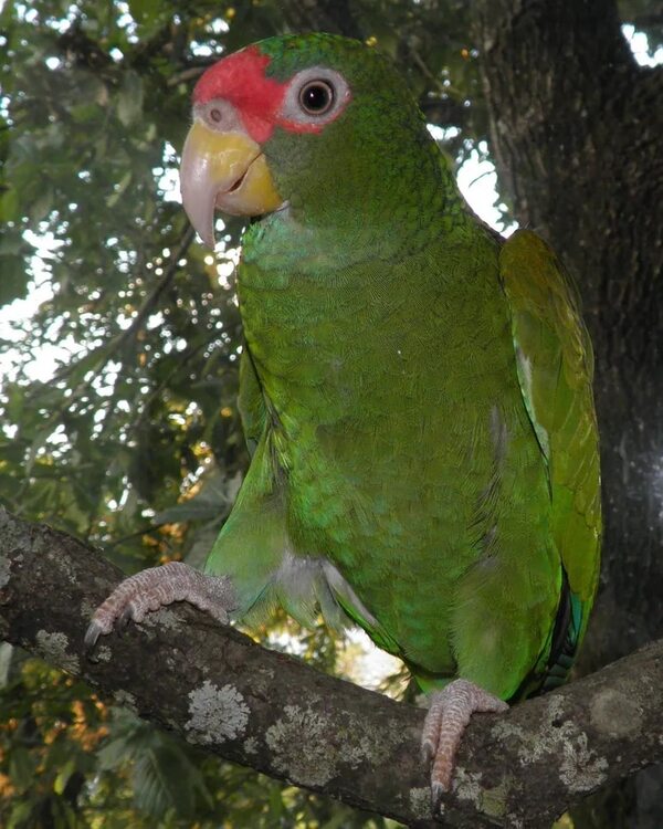 Cómo hacer para que loros y papagayos coman fruta y verdura - Mascotas - ABC Color